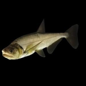 巨暴魚圖片，幾種不同風(fēng)格的一句短標(biāo)題供你參考，，震撼！巨暴魚驚艷亮相，聚焦，神秘巨暴魚全貌圖鑒，速看！超 巨暴魚圖片，幾種不同風(fēng)格的一句短標(biāo)題供你參考，，震撼！巨暴魚驚艷亮相，聚焦，神秘巨暴魚全貌圖鑒，速看！超 龍魚百科 第21張