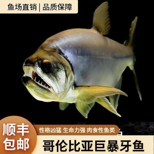 巨暴魚圖片，幾種不同風(fēng)格的一句短標(biāo)題供你參考，，震撼！巨暴魚驚艷亮相，聚焦，神秘巨暴魚全貌圖鑒，速看！超 巨暴魚圖片，幾種不同風(fēng)格的一句短標(biāo)題供你參考，，震撼！巨暴魚驚艷亮相，聚焦，神秘巨暴魚全貌圖鑒，速看！超 龍魚百科 第11張