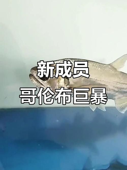 巨暴魚圖片，幾種不同風(fēng)格的一句短標(biāo)題供你參考，，震撼！巨暴魚驚艷亮相，聚焦，神秘巨暴魚全貌圖鑒，速看！超 巨暴魚圖片，幾種不同風(fēng)格的一句短標(biāo)題供你參考，，震撼！巨暴魚驚艷亮相，聚焦，神秘巨暴魚全貌圖鑒，速看！超 龍魚百科 第6張