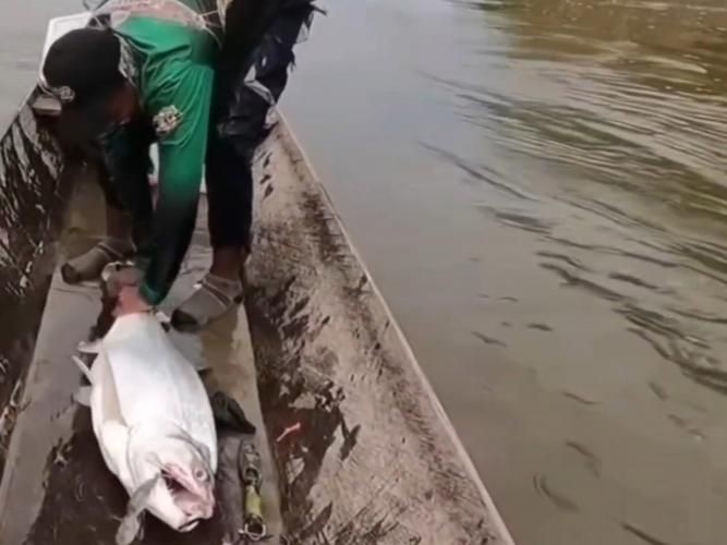 巨暴魚圖片，幾種不同風(fēng)格的一句短標(biāo)題供你參考，，震撼！巨暴魚驚艷亮相，聚焦，神秘巨暴魚全貌圖鑒，速看！超 巨暴魚圖片，幾種不同風(fēng)格的一句短標(biāo)題供你參考，，震撼！巨暴魚驚艷亮相，聚焦，神秘巨暴魚全貌圖鑒，速看！超 龍魚百科 第17張