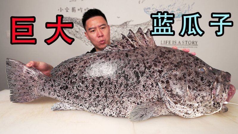 巨暴魚多少錢一條，幾種不同風格的簡短標題示例，你可以按需選用，，巨暴魚單條售價幾何？，巨暴魚一條啥價？，巨暴魚每條