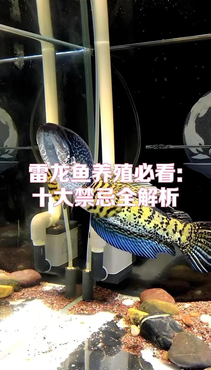 養雷龍魚3大忌，你可以按需選用，，雷龍魚養護，三忌須知，養雷龍魚，謹記三大禁忌，雷龍魚飼養，避開這三忌