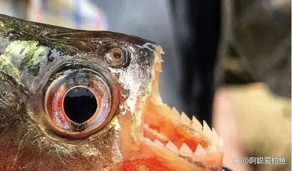 巨骨舌魚和鯰魚哪個厲害，幾種不同風(fēng)格的簡短標題供你參考，，懸念式，巨骨舌魚VS鯰魚，誰更勝一籌？，直白式，巨骨舌魚與鯰魚實力比拼，趣味式，巨骨舌魚、鯰魚大對決