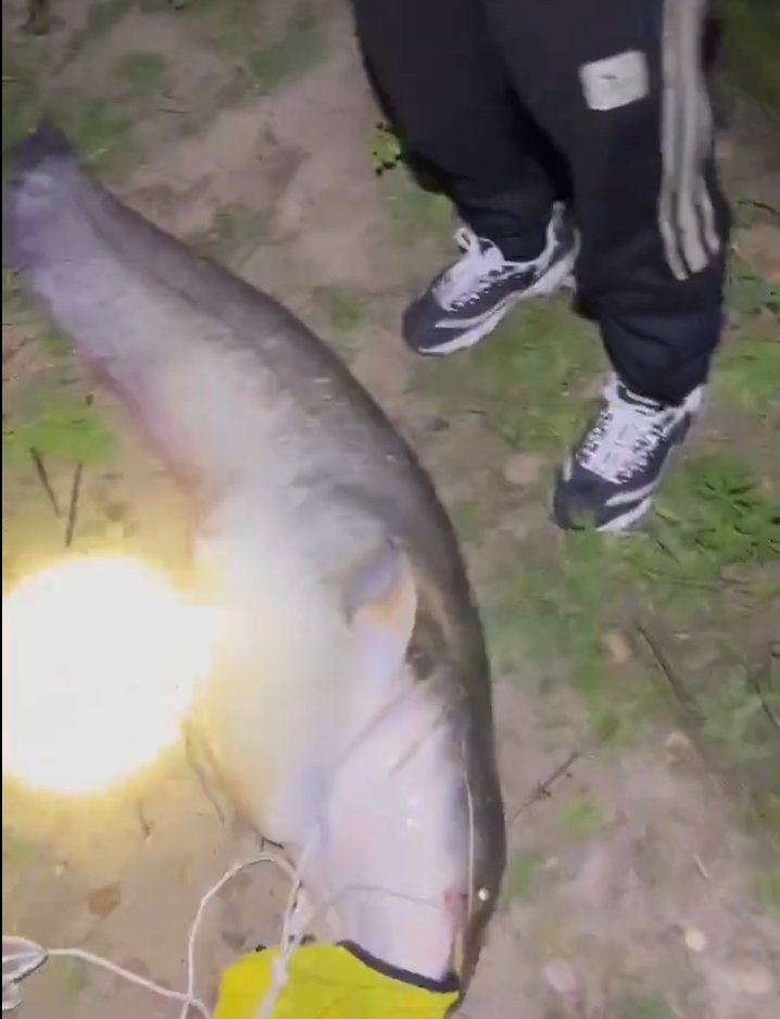巨骨舌魚和鯰魚哪個厲害，幾種不同風(fēng)格的簡短標題供你參考，，懸念式，巨骨舌魚VS鯰魚，誰更勝一籌？，直白式，巨骨舌魚與鯰魚實力比拼，趣味式，巨骨舌魚、鯰魚大對決