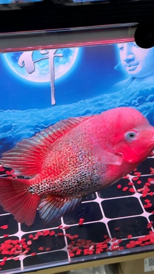 古典羅漢魚圖片大全，幾種不同風格的一句短標題供你參考，，文藝風，古典羅漢魚絕美圖鑒，直白風，古典羅漢魚全貌集錦，活潑風，解鎖古典羅漢魚百態美