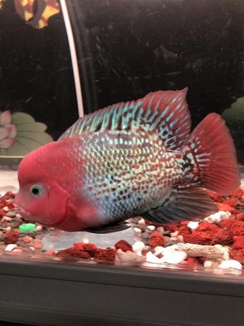 古典羅漢魚圖片大全，幾種不同風格的一句短標題供你參考，，文藝風，古典羅漢魚絕美圖鑒，直白風，古典羅漢魚全貌集錦，活潑風，解鎖古典羅漢魚百態美