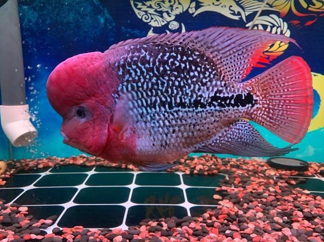 古典羅漢魚圖片大全，幾種不同風格的一句短標題供你參考，，文藝風，古典羅漢魚絕美圖鑒，直白風，古典羅漢魚全貌集錦，活潑風，解鎖古典羅漢魚百態美