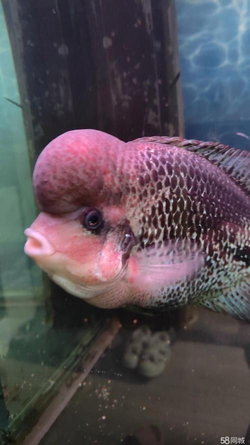 古典羅漢魚圖片大全，幾種不同風格的一句短標題供你參考，，文藝風，古典羅漢魚絕美圖鑒，直白風，古典羅漢魚全貌集錦，活潑風，解鎖古典羅漢魚百態美