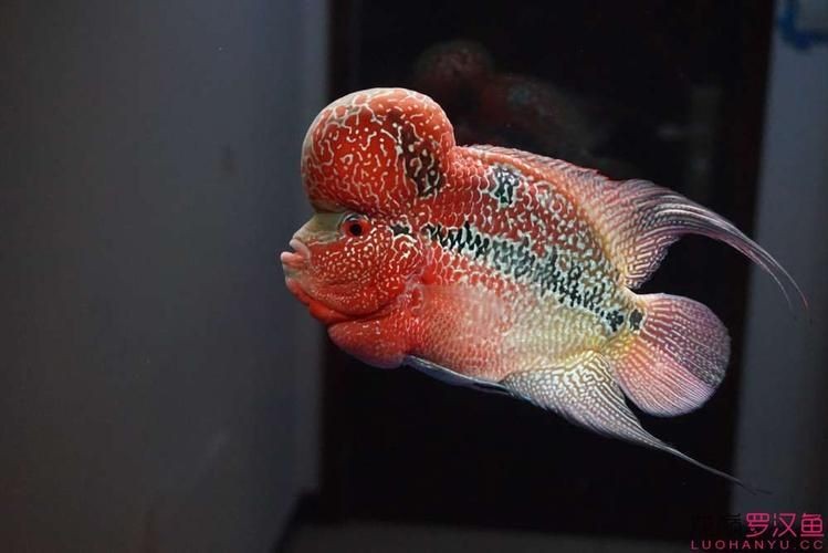 古典羅漢魚圖片大全，幾種不同風格的一句短標題供你參考，，文藝風，古典羅漢魚絕美圖鑒，直白風，古典羅漢魚全貌集錦，活潑風，解鎖古典羅漢魚百態美