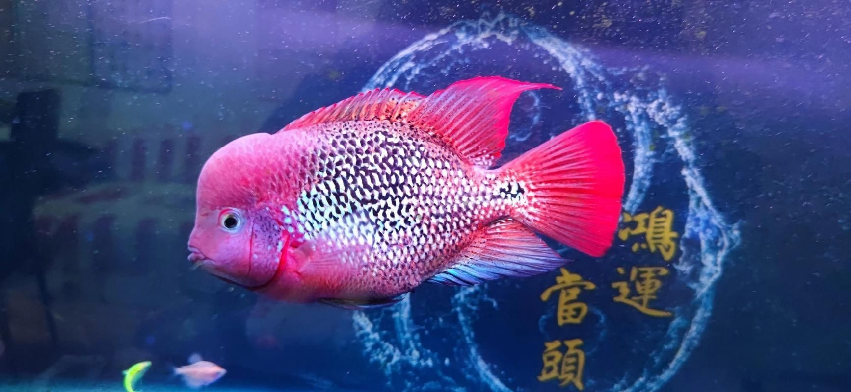 古典羅漢魚圖片大全，幾種不同風格的一句短標題供你參考，，文藝風，古典羅漢魚絕美圖鑒，直白風，古典羅漢魚全貌集錦，活潑風，解鎖古典羅漢魚百態美