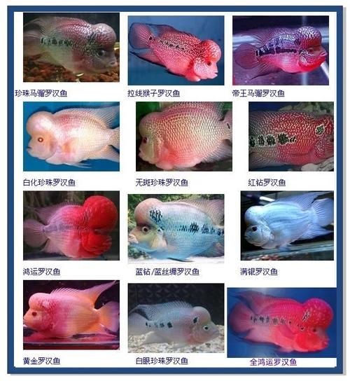 古典羅漢魚圖片大全，幾種不同風格的一句短標題供你參考，，文藝風，古典羅漢魚絕美圖鑒，直白風，古典羅漢魚全貌集錦，活潑風，解鎖古典羅漢魚百態美
