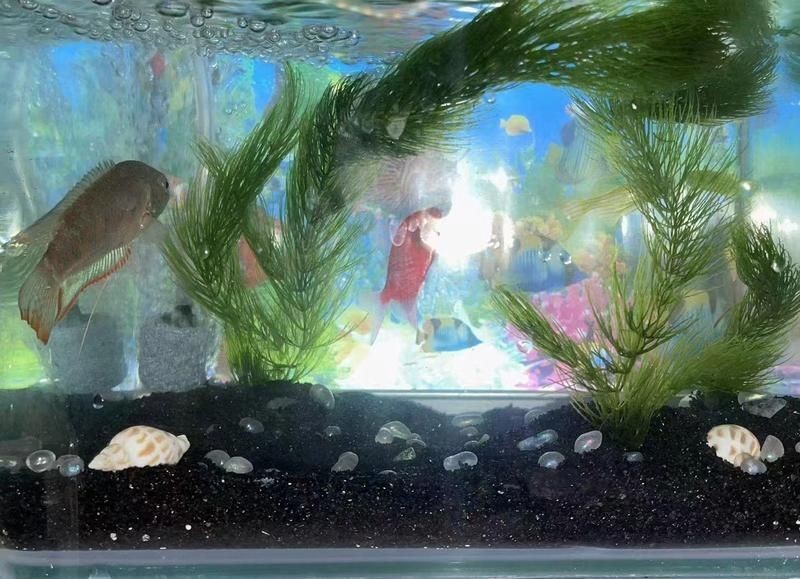 40缸養魚最佳十大魚，你可以按需選擇，，40缸適配，養魚優選十大佳種，40缸養魚之十大理想魚選，解鎖40缸養魚十大熱門魚種