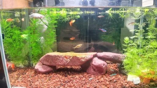 40缸養魚最佳十大魚，你可以按需選擇，，40缸適配，養魚優選十大佳種，40缸養魚之十大理想魚選，解鎖40缸養魚十大熱門魚種