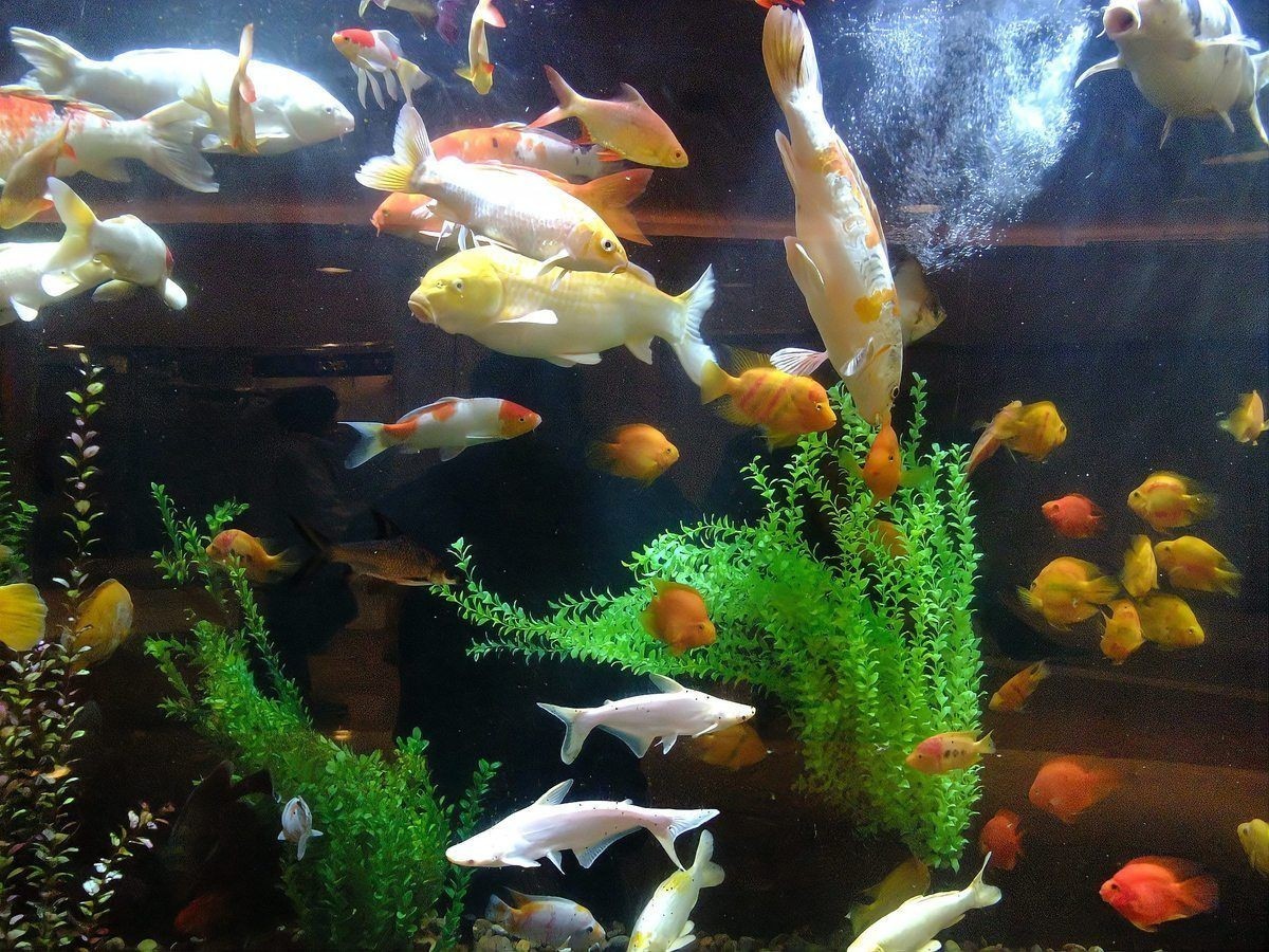 九鼎魚缸連官網都沒有的解決方法，鼎魚缸無官網？速解指南！