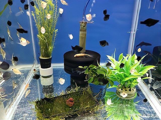 九鼎魚缸連官網都沒有的解決方法，鼎魚缸無官網？速解指南！