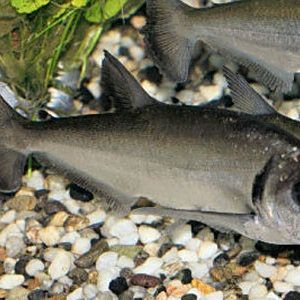 巨暴牙魚，幾種不同風格的一句短標題供你參考，，突出特征型，巨暴牙魚，獨特模樣引關注，好奇吸引型，探秘巨暴牙魚的奇妙世界，簡潔直白型