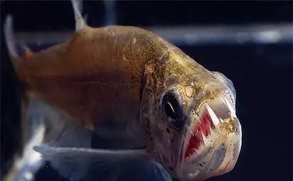 巨暴牙魚，幾種不同風格的一句短標題供你參考，，突出特征型，巨暴牙魚，獨特模樣引關注，好奇吸引型，探秘巨暴牙魚的奇妙世界，簡潔直白型