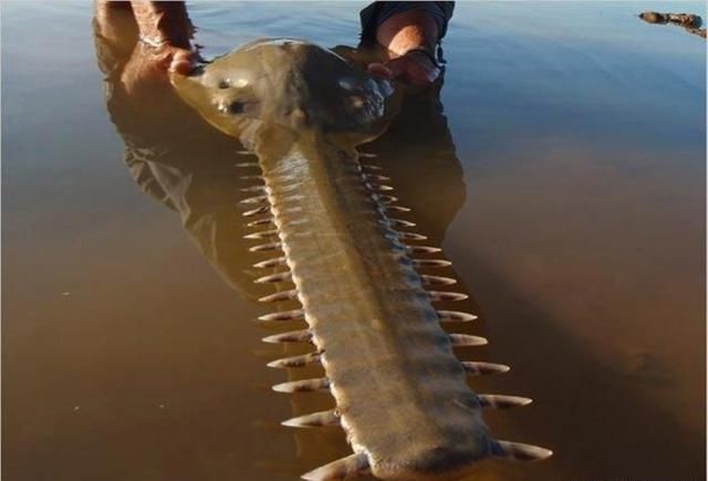 巨骨舌魚攻擊人嗎，骨舌魚具攻擊