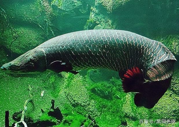 巨骨舌魚攻擊人嗎，骨舌魚具攻擊