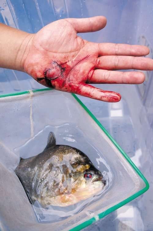 巨骨舌魚攻擊人嗎，骨舌魚具攻擊