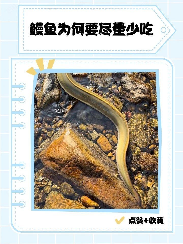 加拿大電鰻有毒嗎，大電鰻是否具毒性