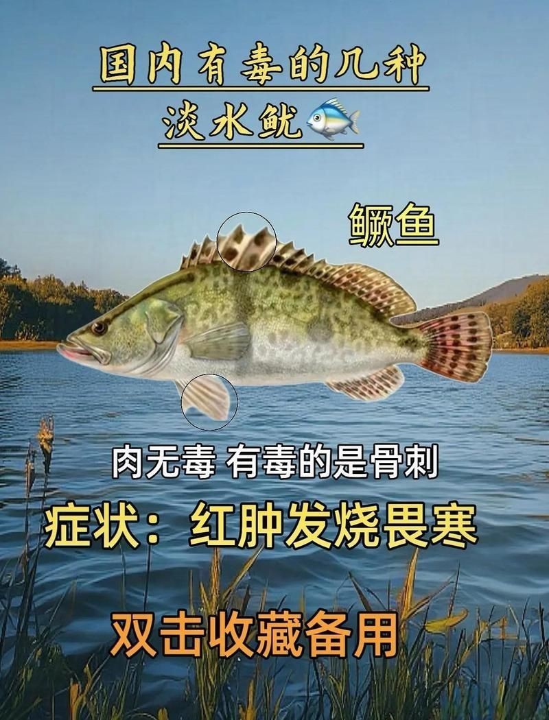 加拿大電鰻有毒嗎，大電鰻是否具毒性