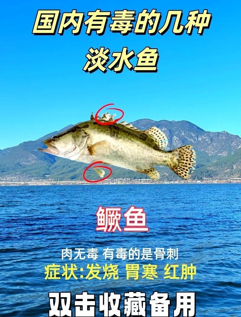 加拿大電鰻有毒嗎，大電鰻是否具毒性