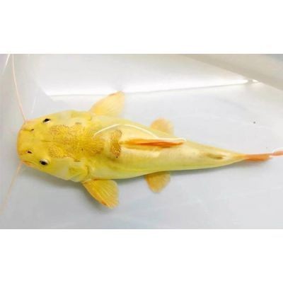 三明魚缸批發市場，你可以按需選用，，三明，魚缸批發集散地，聚焦三明魚缸批發市場，三明魚缸批發一站式地