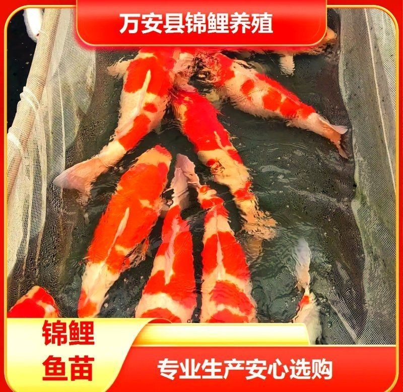 三明魚缸批發市場，你可以按需選用，，三明，魚缸批發集散地，聚焦三明魚缸批發市場，三明魚缸批發一站式地