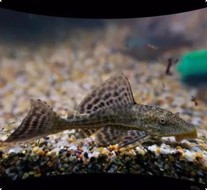 養什么能清理魚缸糞便，幾種生物可清理魚缸糞便，清道夫、鼠魚、黑