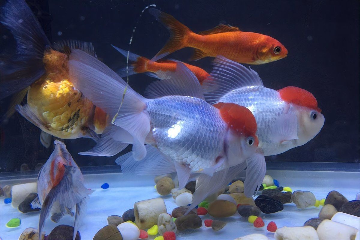 養什么能清理魚缸糞便，幾種生物可清理魚缸糞便，清道夫、鼠魚、黑