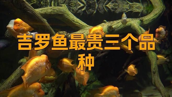 吉羅魚最貴三個品種，羅魚三大名貴
