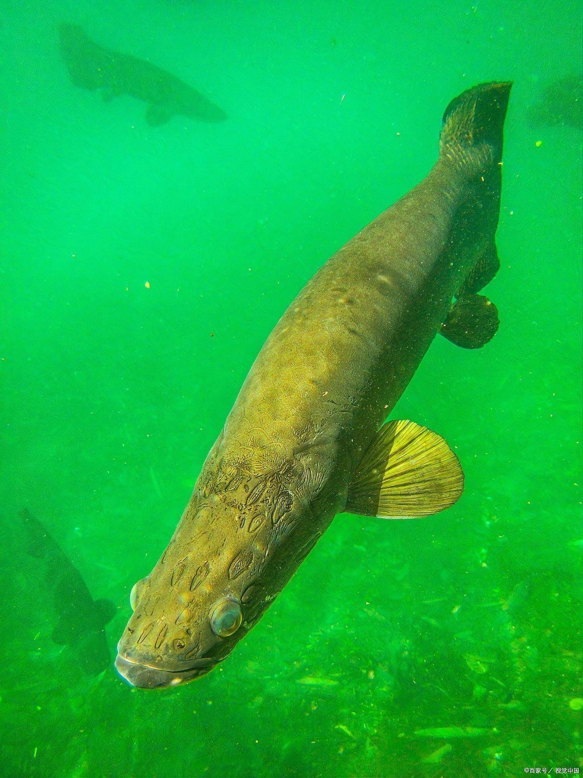 巨骨舌魚會吃人嗎，骨舌魚是否具有