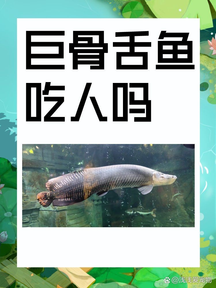 巨骨舌魚會吃人嗎，骨舌魚是否具有