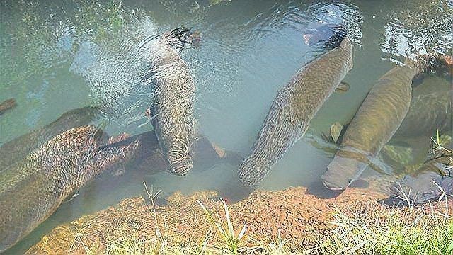 巨骨舌魚會吃人嗎，骨舌魚是否具有