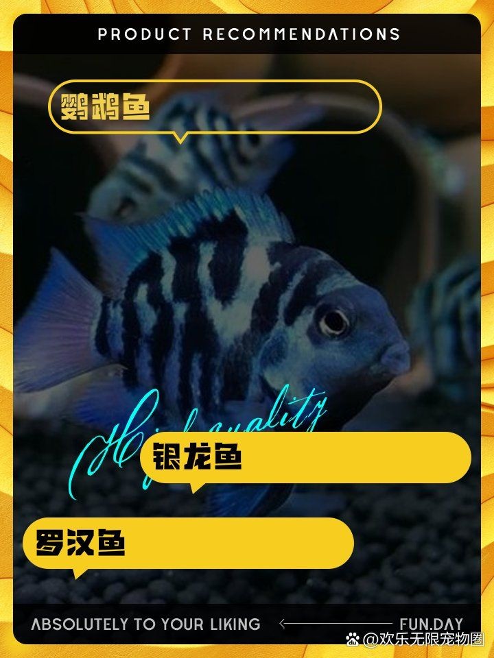 招財魚可以和龍魚混養嗎，財魚與龍魚能否混養？