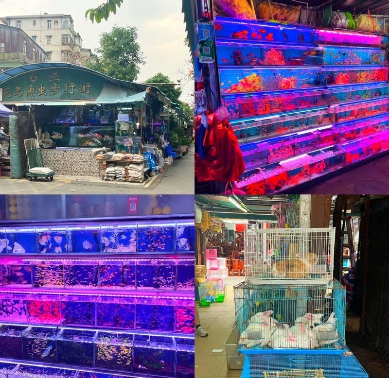 佛山魚缸店，你可以按需選用，，??佛山寶藏魚缸店來襲！，?佛山超贊魚缸店在此，??