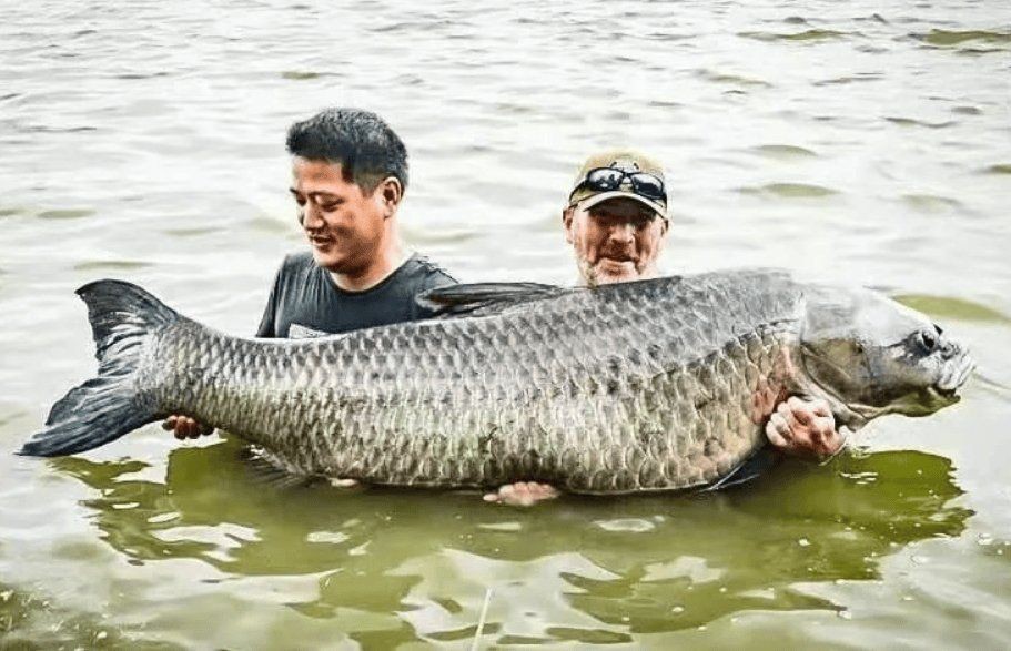 巨暴魚 簡(jiǎn)介,你可以按需選擇,,探秘巨暴魚,神秘海洋生物檔案,解鎖巨暴魚,獨(dú)特生態(tài)身份速覽,聚焦巨暴魚,海洋 龍魚百科 第8張 巨暴魚 簡(jiǎn)介,你可以按需選擇,,探秘巨暴魚,神秘海洋生物檔案,解鎖巨暴魚,獨(dú)特生態(tài)身份速覽,聚焦巨暴魚,海洋 巨暴魚 簡(jiǎn)介,你可以按需選擇,,探秘巨暴魚,神秘海洋生物檔案,解鎖巨暴魚,獨(dú)特生態(tài)身份速覽,聚焦巨暴魚,海洋 龍魚百科 第8張
