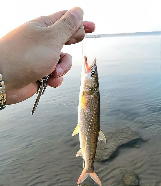 巨暴魚 簡(jiǎn)介,你可以按需選擇,,探秘巨暴魚,神秘海洋生物檔案,解鎖巨暴魚,獨(dú)特生態(tài)身份速覽,聚焦巨暴魚,海洋 龍魚百科 第12張 巨暴魚 簡(jiǎn)介,你可以按需選擇,,探秘巨暴魚,神秘海洋生物檔案,解鎖巨暴魚,獨(dú)特生態(tài)身份速覽,聚焦巨暴魚,海洋 巨暴魚 簡(jiǎn)介,你可以按需選擇,,探秘巨暴魚,神秘海洋生物檔案,解鎖巨暴魚,獨(dú)特生態(tài)身份速覽,聚焦巨暴魚,海洋 龍魚百科 第12張