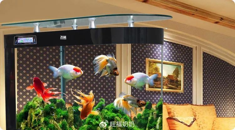 家里的魚突然死了玄學，魚猝逝，玄