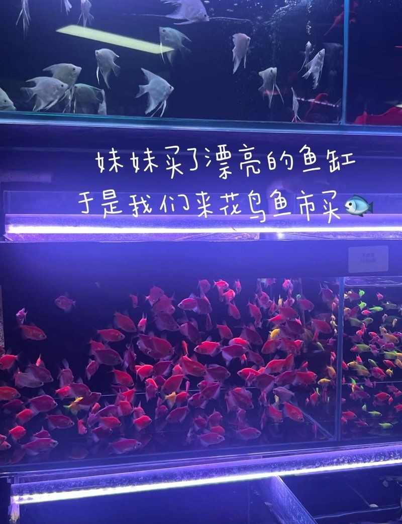 北京水族批發市場，幾種不同風格的一句短標題供你參考，，京韻水族，批發盛地，北京水族，批零集萃，京埠水族，批銷