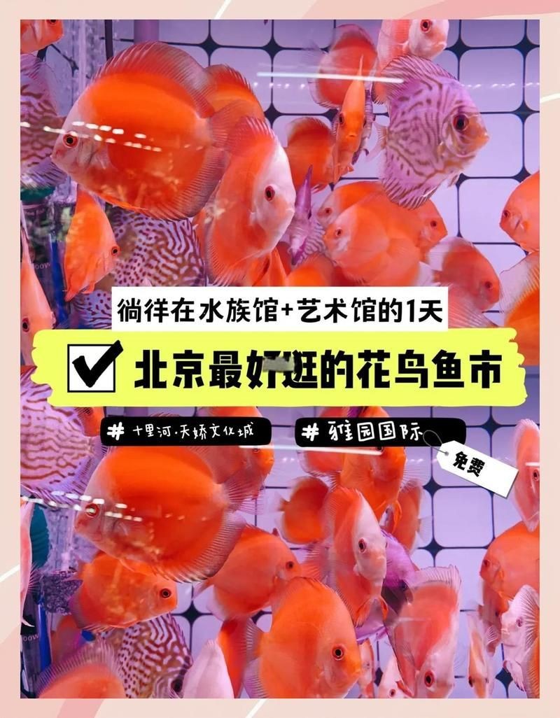 北京水族批發市場，幾種不同風格的一句短標題供你參考，，京韻水族，批發盛地，北京水族，批零集萃，京埠水族，批銷