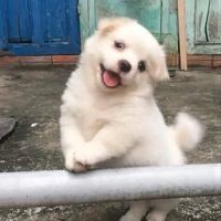 北京水族批發市場，幾種不同風格的一句短標題供你參考，，京韻水族，批發盛地，北京水族，批零集萃，京埠水族，批銷