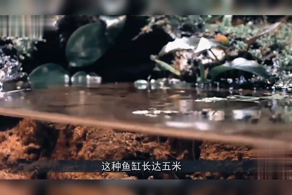 北京水族批發市場，幾種不同風格的一句短標題供你參考，，京韻水族，批發盛地，北京水族，批零集萃，京埠水族，批銷