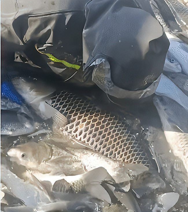 巨型錦鯉一般有多大啊,錦鯉 龍魚百科 第9張 巨型錦鯉一般有多大啊,錦鯉 巨型錦鯉一般有多大啊,錦鯉 龍魚百科 第9張