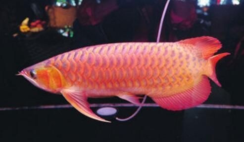 60公分金龍魚價格表,你可以按需選擇,,60公分金龍魚價目速覽,探秘60公分金龍魚價格,60公分金龍魚報價一覽 龍魚百科 第8張 60公分金龍魚價格表,你可以按需選擇,,60公分金龍魚價目速覽,探秘60公分金龍魚價格,60公分金龍魚報價一覽 60公分金龍魚價格表,你可以按需選擇,,60公分金龍魚價目速覽,探秘60公分金龍魚價格,60公分金龍魚報價一覽 龍魚百科 第8張