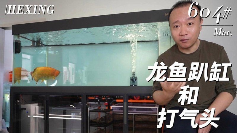 號半龍魚最簡單三個步驟，龍魚簡易三招