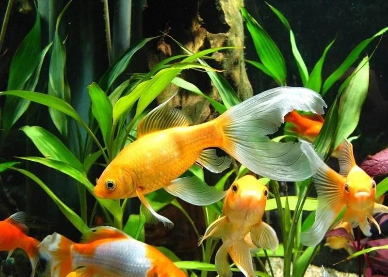 什么魚辟邪擋煞最厲害，幾種不同風格的簡短標題示例供你參考，，哪種魚辟邪擋煞最強？，最擅辟邪擋煞之魚是啥？，何魚辟邪擋煞最給力 什么魚辟邪擋煞最厲害，幾種不同風格的簡短標題示例供你參考，，哪種魚辟邪擋煞最強？，最擅辟邪擋煞之魚是啥？，何魚辟邪擋煞最給力 龍魚百科 第10張