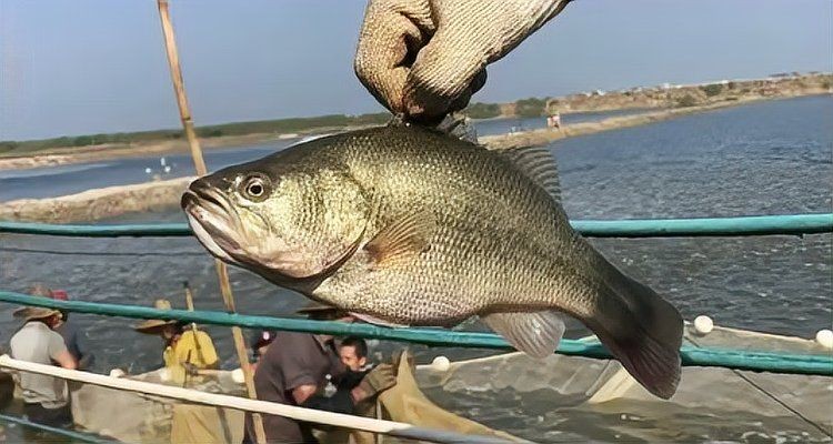 加州鱸魚養殖方法與技術，幾種不同風格的1句短標題示例供你參考，，??加州鱸高效養殖秘籍！，?解鎖加州鱸科學養殖之道，??加州鱸精準養殖