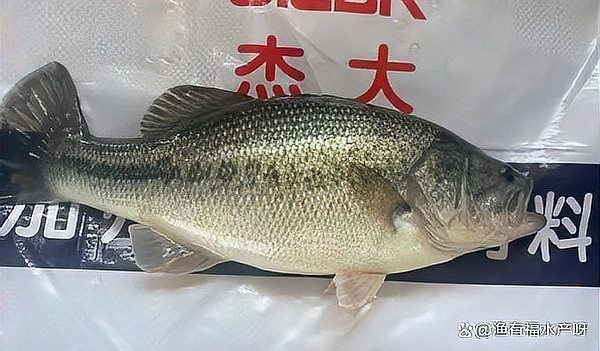 加州鱸魚養殖方法與技術，幾種不同風格的1句短標題示例供你參考，，??加州鱸高效養殖秘籍！，?解鎖加州鱸科學養殖之道，??加州鱸精準養殖
